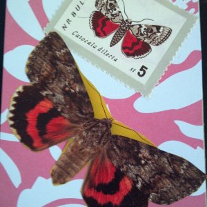 Butterfly and Bug postage stamp