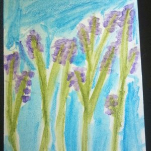 Lavender Fields