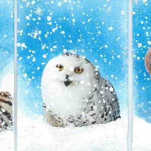 Animals In The Snow