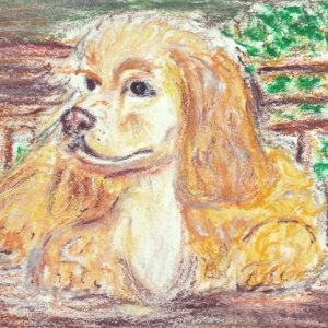 #10 - American Cocker Spaniel - Dog Breed Project