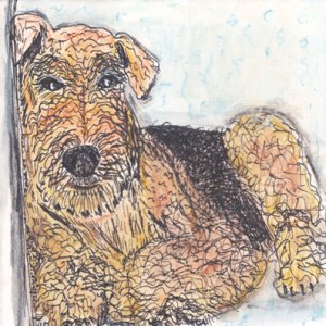 #11 - Airedale Terrier - Dog Breed Project