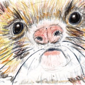 #17 - Ferret!  Dina's Profile Swap