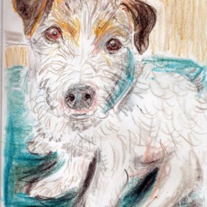 #21 - Hummer the JRT - Dog Breed Project