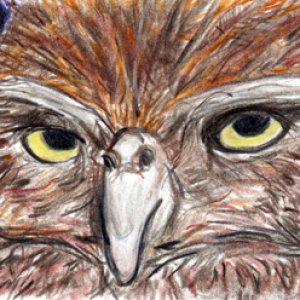 #22 - Owl - Mid March PAT