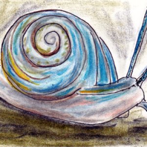 #33 - Snail