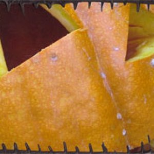 Jack-O-Lantern Close Up