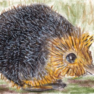 #38 - Hedgehog - May PAT