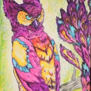 Colorful Owl Hawk