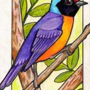 Elegant Euphonia