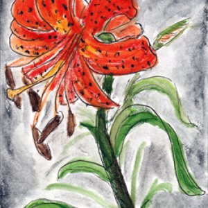 #48 - Asiatic Tiger Lily - All About Flowers Swap