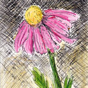 #50 - Purple Coneflower - All About Flowers Swap