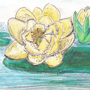 #51 - Water Lily - All About Flowers Swap