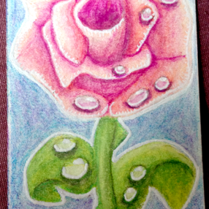 Pink Rose
