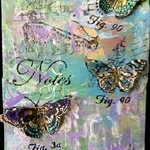 2nd Place 2014 July Contest Winner - Butterflies & Moths