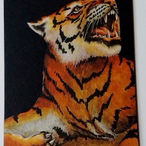 ATC ~ Tiger