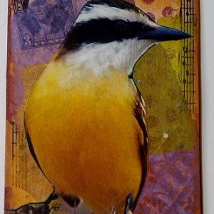 ATC ~ Beauty~ Traded