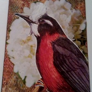 ATC~ Thoughtful ~ Available