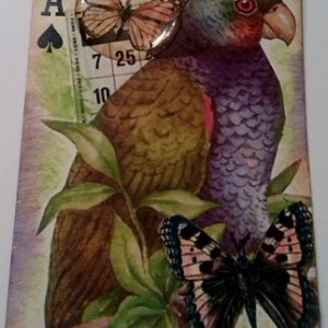 APC ~ Beutiful Parrot ~Ace of Spades Available