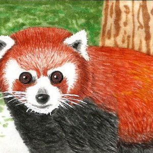 Red Panda