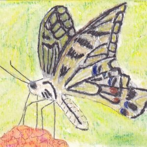 Animals of the Alphabet - Letter X - Cards