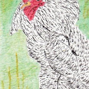Plymouth Barred Rock Rooster for MMH trade
