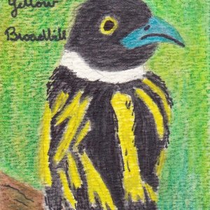 Songbirds - Broadbills - Cards for Swap