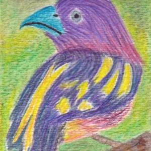 Songbirds - Broadbills - Cards for Swap