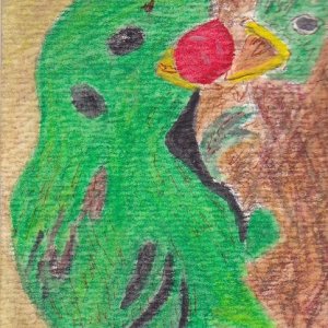 Songbirds - Broadbills - Cards for Swap