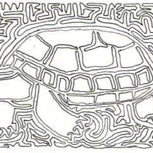 Nazca Turtle