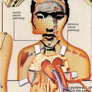 Frida: Dissection Dress-Up