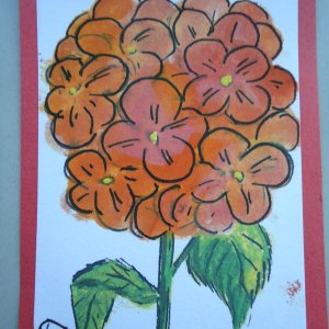 Hydrangea orange