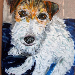 Hummer the Jack Russell Terrier