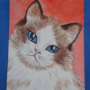 "Ragdoll Cat" for May PAT