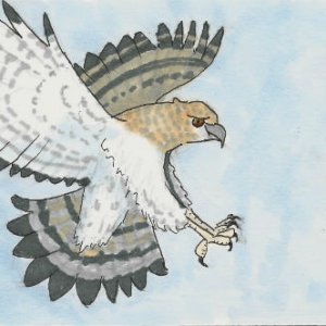 PIF Hp/HD postcard:  New Guinea Harpy Eagle