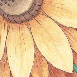 macro sunflower