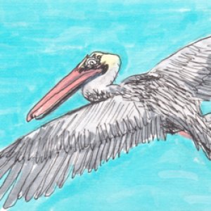 Pelican Oct PAT
