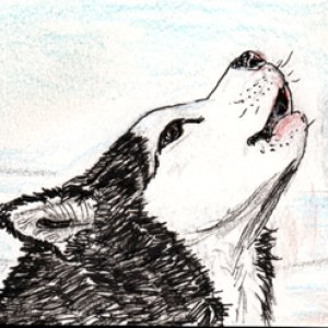 Siberian Husky Dog