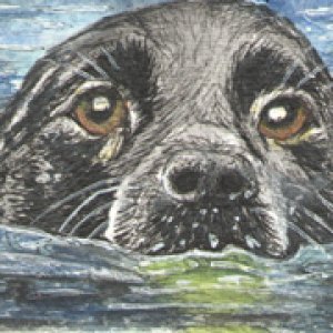 2017 April Monthly Contest Theme: Dogs - 2nd Place - McGillisJ