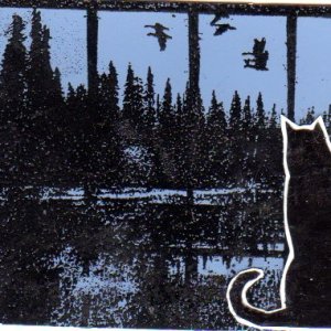 Black Cat #2