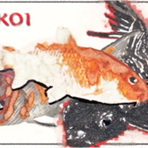 Koi - May PAT