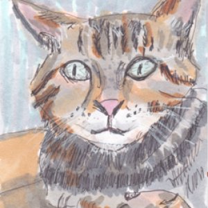 Artemis Kitty