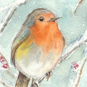 Little Bird for Dec 2017 Contest