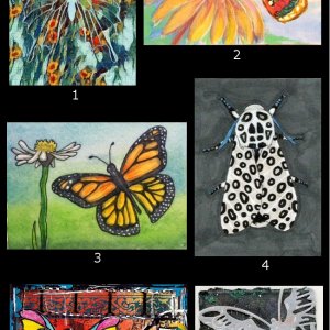 April 2018 ATC Contest - Butterflies & Moths