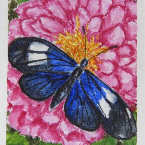 Watercolor butterfly