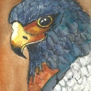 1st Place Winner!  May 2018