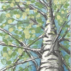 Silver Birch