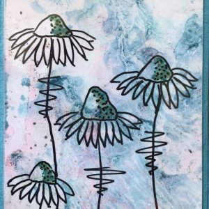 Four coneflowers blue