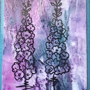 Delphiniums purple