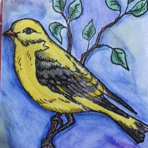 Oriole