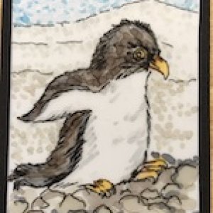First two Penguins